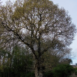 Alderman oak showing leaves at a distance