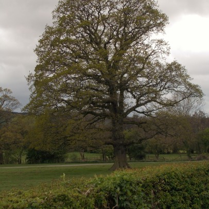 Gisbough park oak - view from road level with lodge