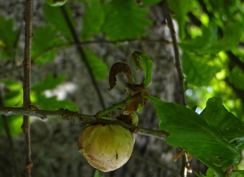 large oak  apple gall.jpg