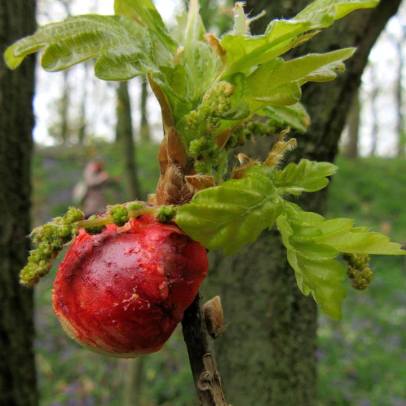 nigel oak apple