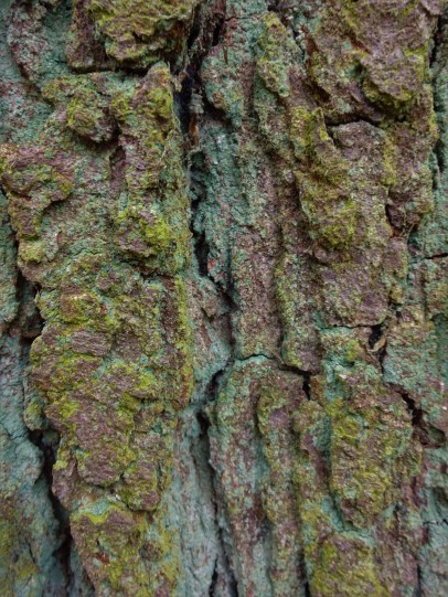 oak bark close up with powdery lichen